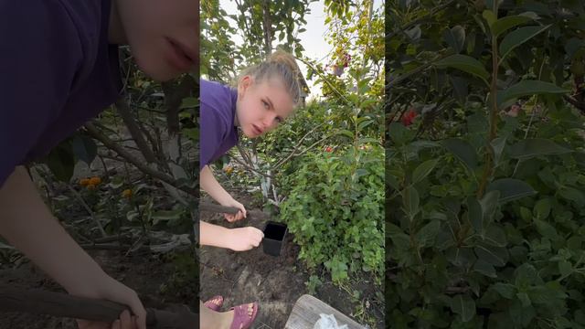 Сажаю гортензии и туи #село #деревня #хозяйство смотреть онлайн