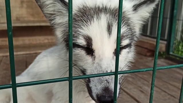 Короткий разговор😂🦊🦊❤ смотреть онлайн