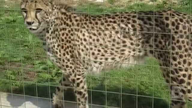 Мужчина спас маленького львёнка, а через 7 лет произошло что-то шокирующее! смотреть онлайн