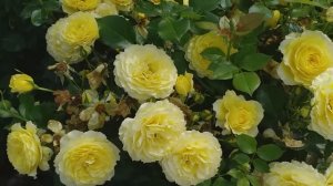 11 сортов роз флорибунда, устойчивых к дождю