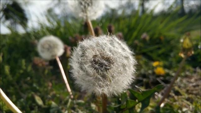 Nikon D810 Cinematic Video Samples смотреть онлайн