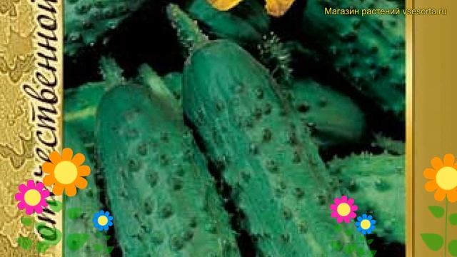 Огурец сортовой Конкурент. Краткий обзор, описание характеристик cucumis sativus Konkurent смотреть онлайн
