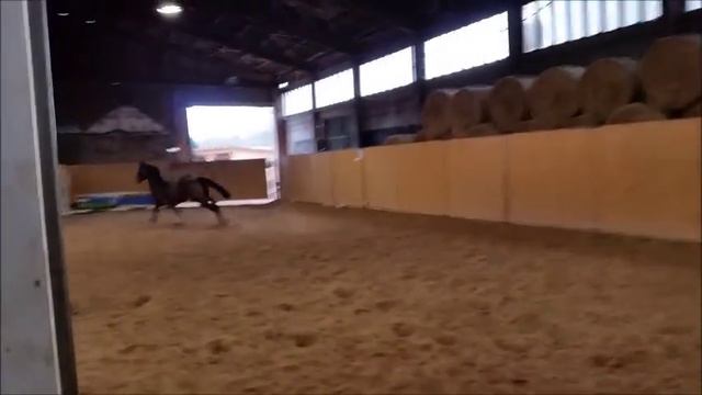 2,5j Hengst Caspar RM Cornet de Lux (Cornet Obolensky-Contender) x Polydor смотреть онлайн