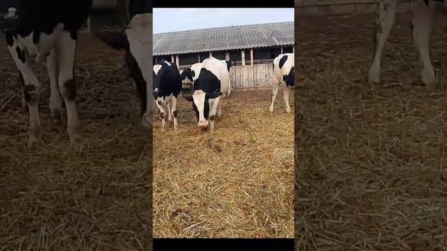 продажа сельскохозяйственных животных. Продажа крс оптом. смотреть онлайн