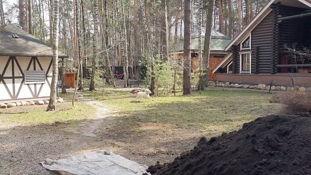 ЛИ СЯО. Лиса - Алиса. Сколько носков можно связать из лишней шерсти Алисы. смотреть онлайн