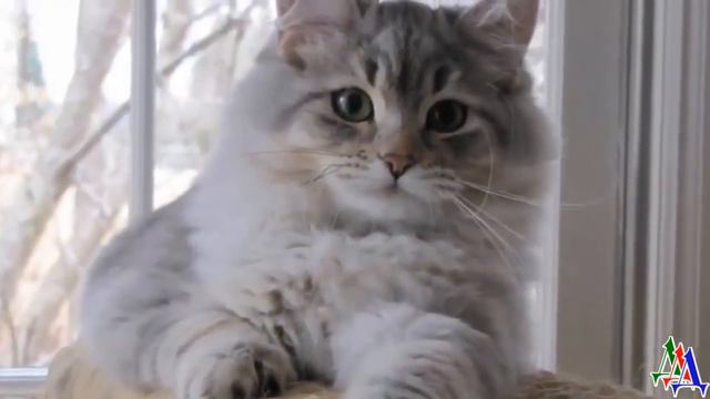 - Барсик, не ори! Разберемся без вас! Кошачья задача – есть, спать и мурчать! смотреть онлайн