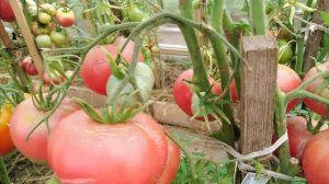 ОБЗОР томатов?КЕНИГСБЕРГ?КОРОЛЬ королей?КОРОЛЕВА рынка?Сибирский сад?НОВИНКИ?сезона 2020 года?