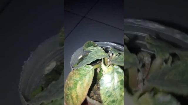 Dorstenia foetida varigata смотреть онлайн