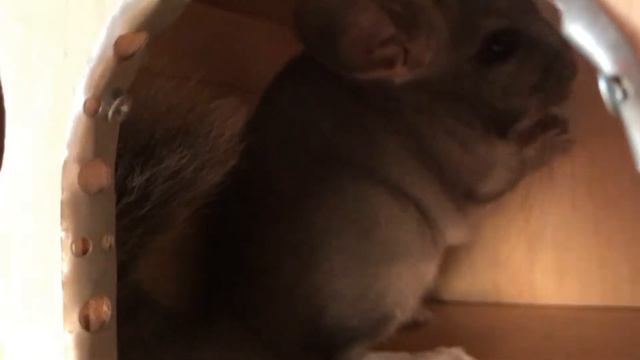 Наша шиншилла смотреть онлайн