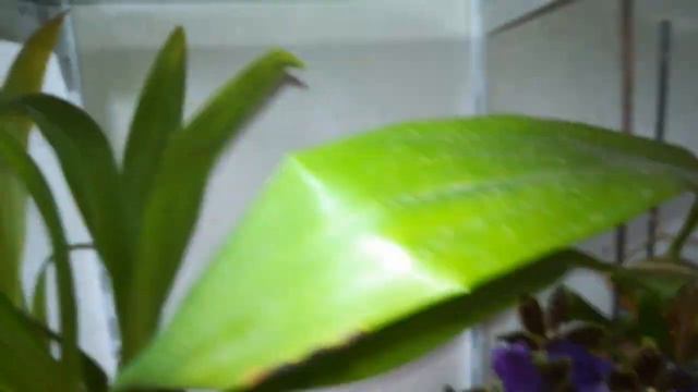 МОЙ#ЗИГОПЕТАЛУМ ❤️ ПОЛНЫЙ РОСПУСК! ФАНТАСТИЧЕСКИ АРОМАТНЫЙ КРАСАВЕЦ! ❣️❤️💛🧡👍 смотреть онлайн