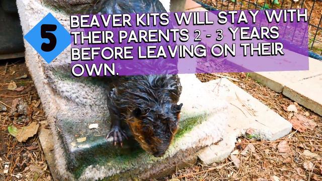 7 Amazing Beaver Facts! 🦫 смотреть онлайн