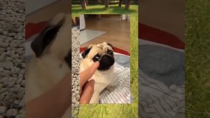 ВИРУСНЫЕ ВИДЕО _ Он его съел 😵_💫.mp4