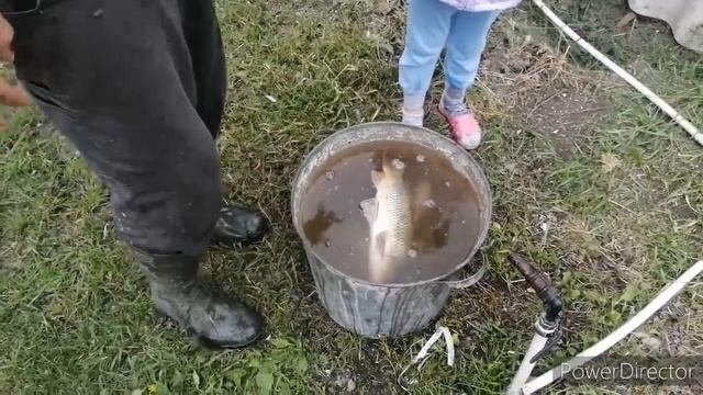 7 мая 2020 г. Сегодня день посвящённый курам и цыплята. Есть ли рыба в местной реке Албаши. смотреть онлайн