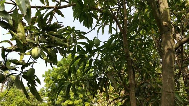 Kesar Mango | Kesar Aam | Vanaraj Mango | Nursery | Farm | Date Palm in Kutch | Black plum смотреть онлайн