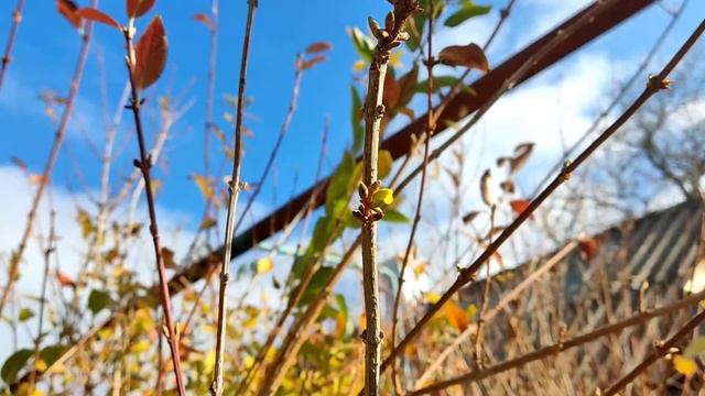 Ноябрь. На Кубани зацвела Форзиция. смотреть онлайн