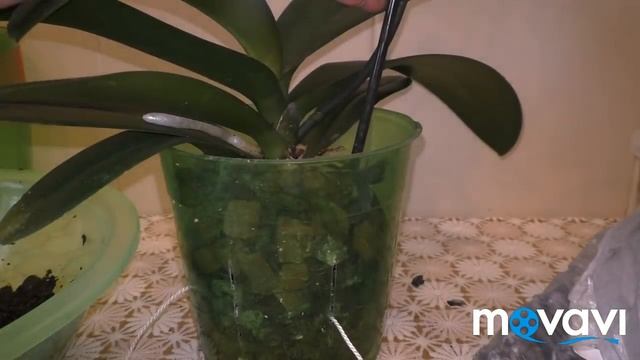 ? САМАЯ УДАЧНАЯ, УНИВЕРСАЛЬНАЯ ПОСАДКА ОРХИДЕИ! (для всех времён года) смотреть онлайн