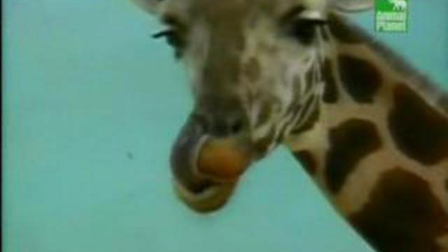 Прикольный жираф