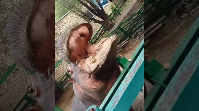 Караганда зоопарк смотреть онлайн