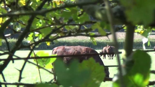 Парк Savills Gardens // Windsor Great Park // Часть 2 смотреть онлайн