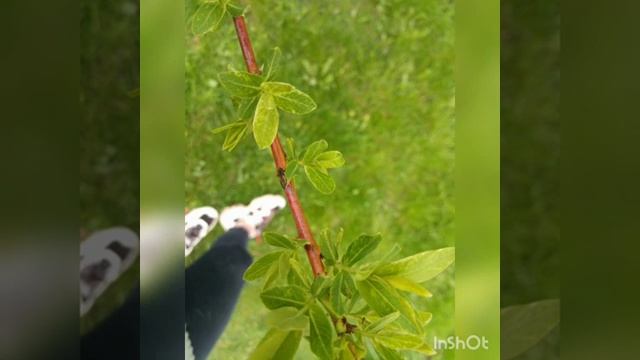 Запах женщины мой смотреть онлайн