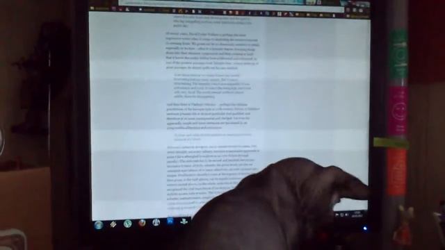 CAT reading a newspaper / кот читает газету смотреть онлайн