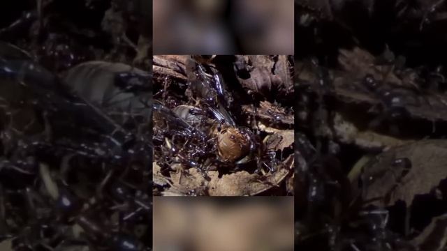 Кто достоин королевы муравьёв. Обряд посвящения смотреть онлайн