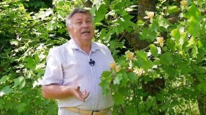 Ставропольский ботанический сад. Лириодендрон (Тюльпанное дерево).