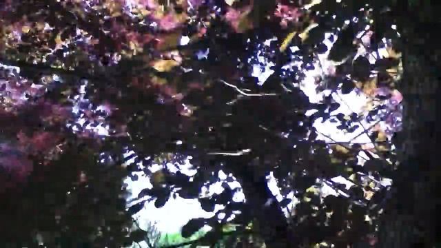 Arbre à perruque 'Cotinus coggygria' 'Royal purple' et Deutzie 'Deutzia scabra Plena' et sauges .. смотреть онлайн