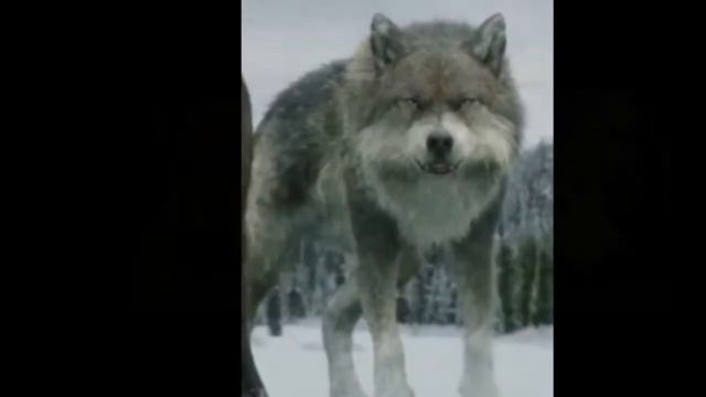 Клип Сумерки волки смотреть онлайн
