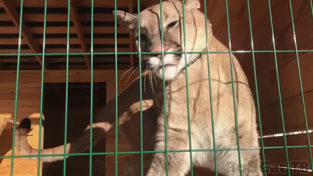 ПРОГУЛОЧНАЯ ЗОНА ДЛЯ ДИКОЙ РЫСИ. смотреть онлайн