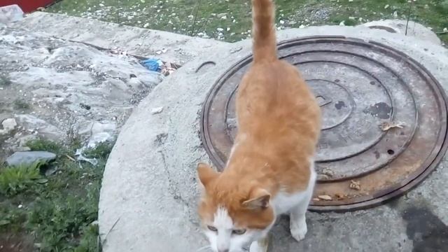Кормим уличных кошек... смотреть онлайн