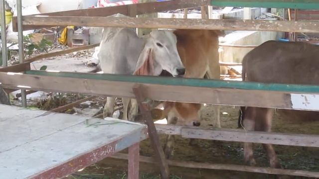 Неизвестные животные Таиланда смотреть онлайн