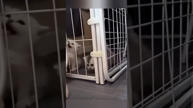 Мур-мяу😻 #котики смотреть онлайн