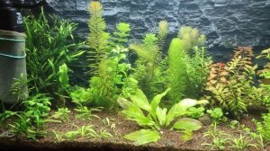 Нужно ли подавать СО2 в аквариум?