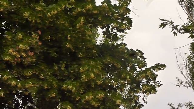 ЛИПА ЦВЕТЁТ ;) смотреть онлайн