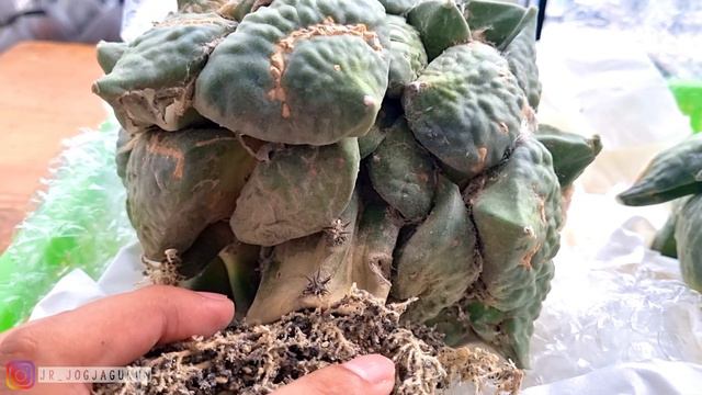 Ariocarpus Short Graft Atau Seedling ??? смотреть онлайн