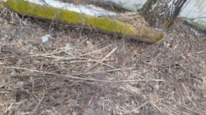 Поиски изоляторов.Isolator hunt./Успеть до лета собрать 100 штук тф!