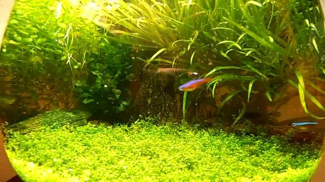 Аквариум бокал 7 литров Aquarium glass of 7 liters смотреть онлайн