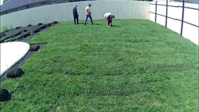 Рулонный газон - укладка рулонного газона , Газон за 1 минуту , 186м2 смотреть онлайн