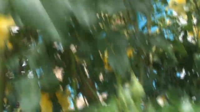 ШИКАРНЫЕ РОЗЫ, БОРОДАТЫЕ ИРИСЫ В ПОЛНОМ ЦВЕТУ В СЕРЕДИНЕ ИЮНЯ 2018 смотреть онлайн