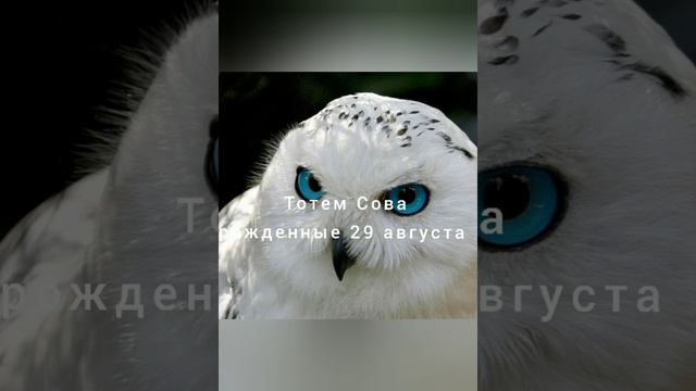 Тотем Сова рождённые 29 августа смотреть онлайн
