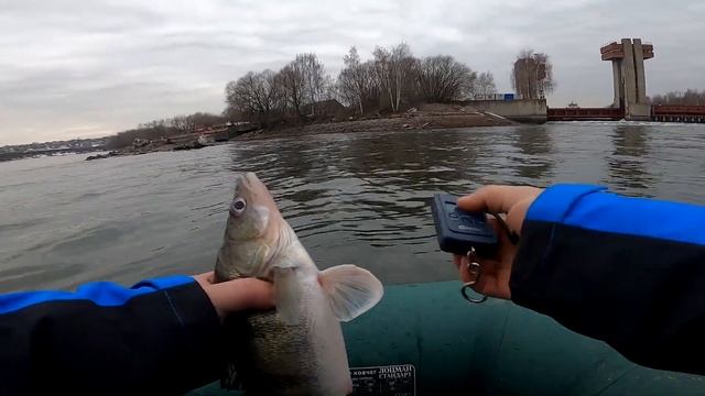 Супер рыбалка перед запретом! Судак и берш жируют. смотреть онлайн