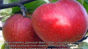 Яблоня Антей