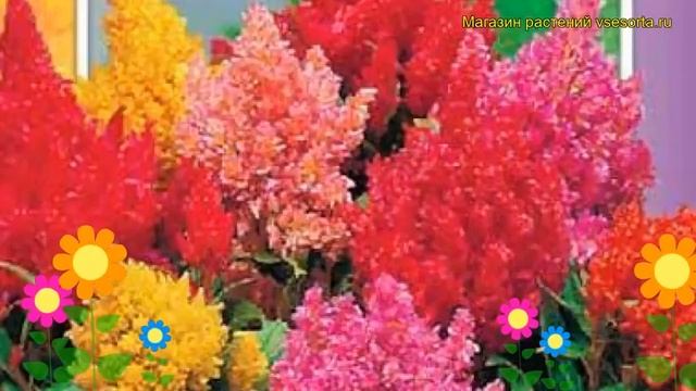 Целозия перистая Смесь окрасок лилипут. Краткий обзор celosia argentea plumosa Smes' okrasok lilipu смотреть онлайн