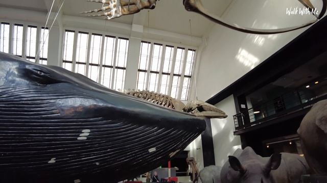 Inside The Natural History Museum London 2022 смотреть онлайн