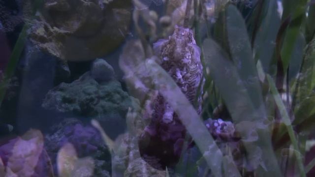 SONG OF THE SEA - YAMAHA - PSR S750 - PANASONIC HC X920 смотреть онлайн