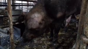 Приготовление стартового корма для поросят, а также для супоросных свиноматок.