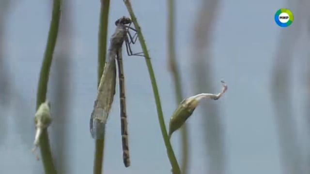 2 Болотные жители смотреть онлайн