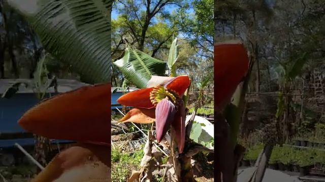 Banana flowering after the freeze, what to do смотреть онлайн