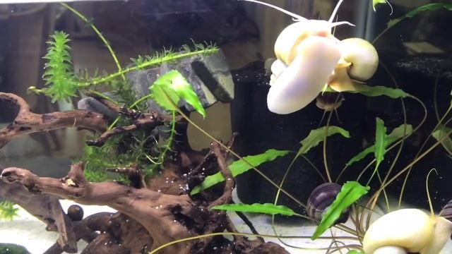 New 20 Gallon Tank Setup for Snails and New Betta Fish смотреть онлайн
